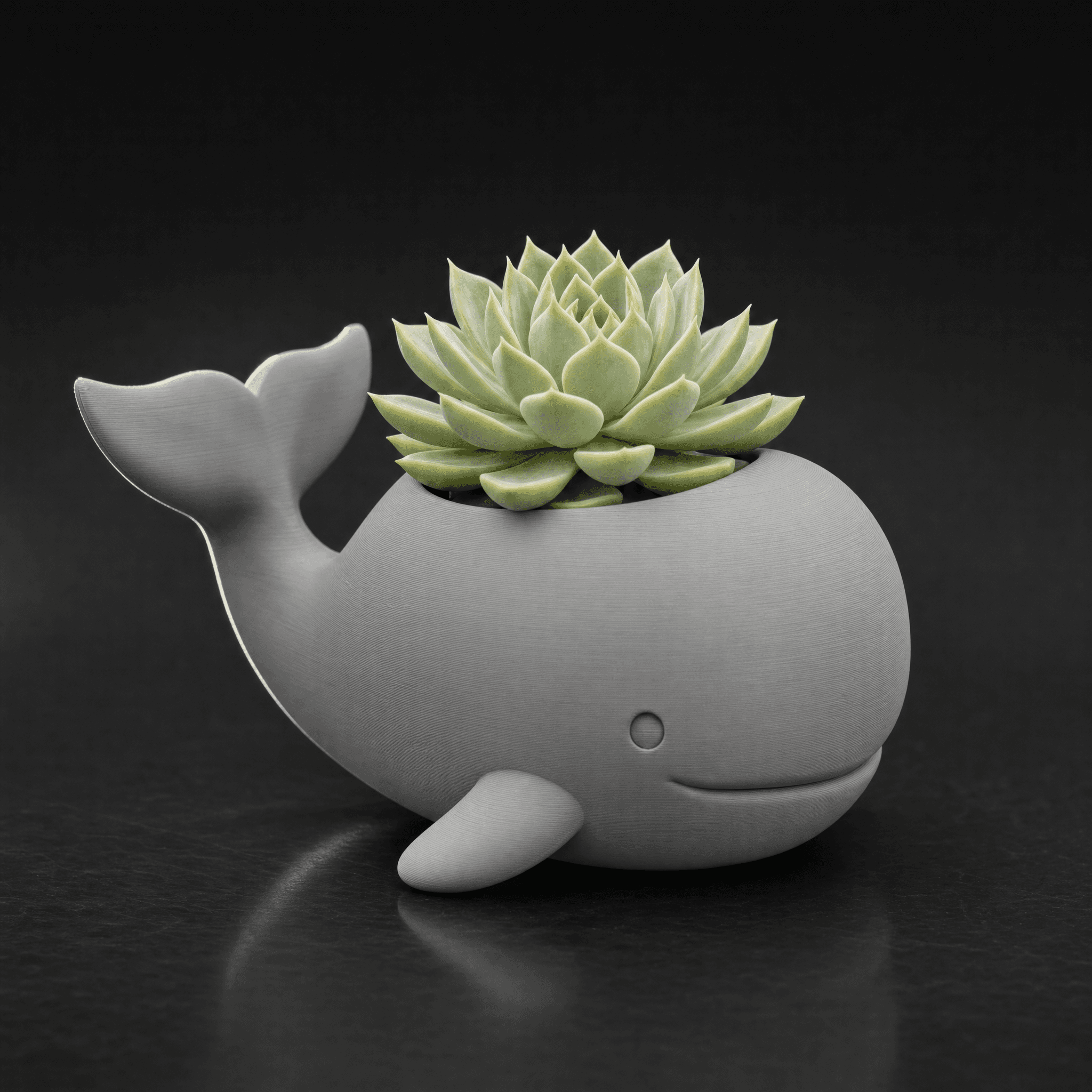 Cute Whale Planter. Great Succulent Plant Pot